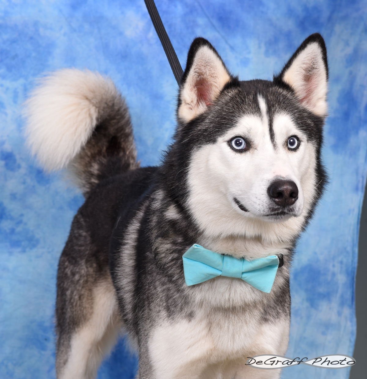 CHASE - Husky available for adoption