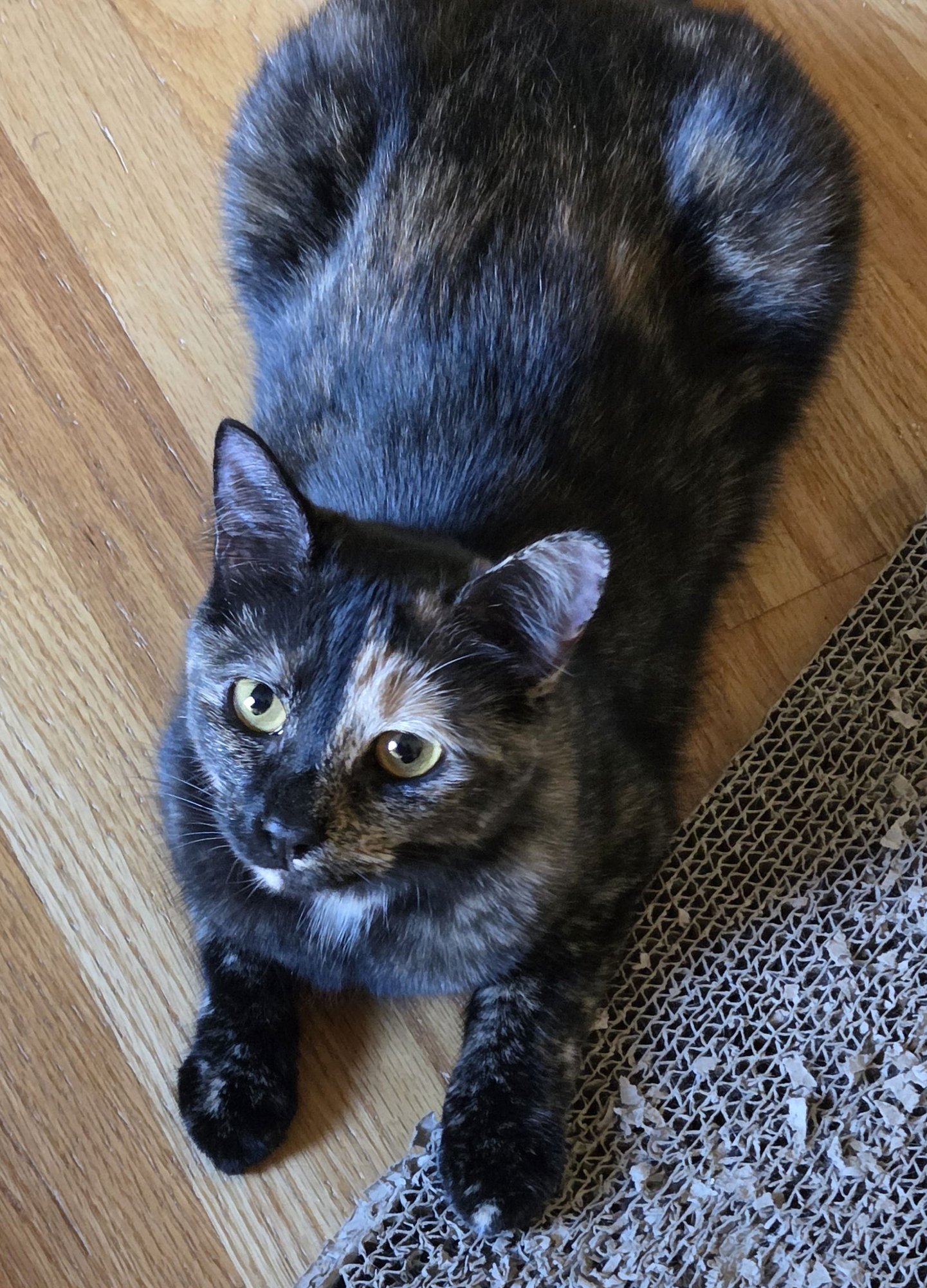 FRENCHIE - Domestic Short Hair available for adoption