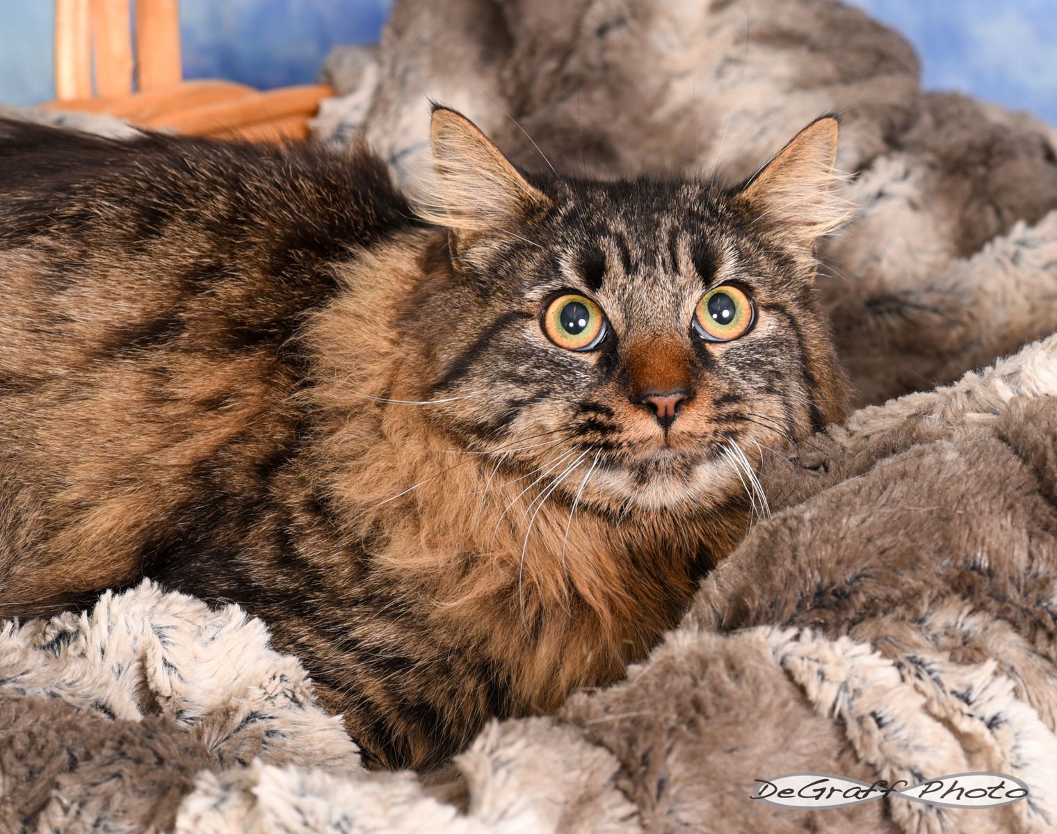 CASANOVA - Domestic Medium Hair available for adoption