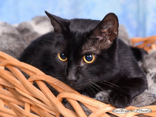 BROCK - Domestic Short Hair available for adoption