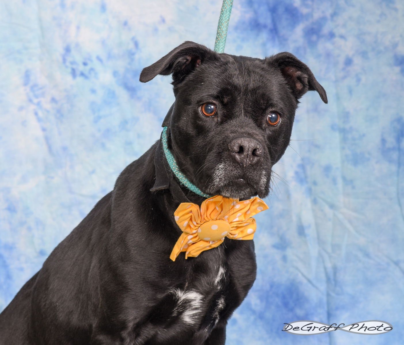 MILLIE - Boxer available for adoption