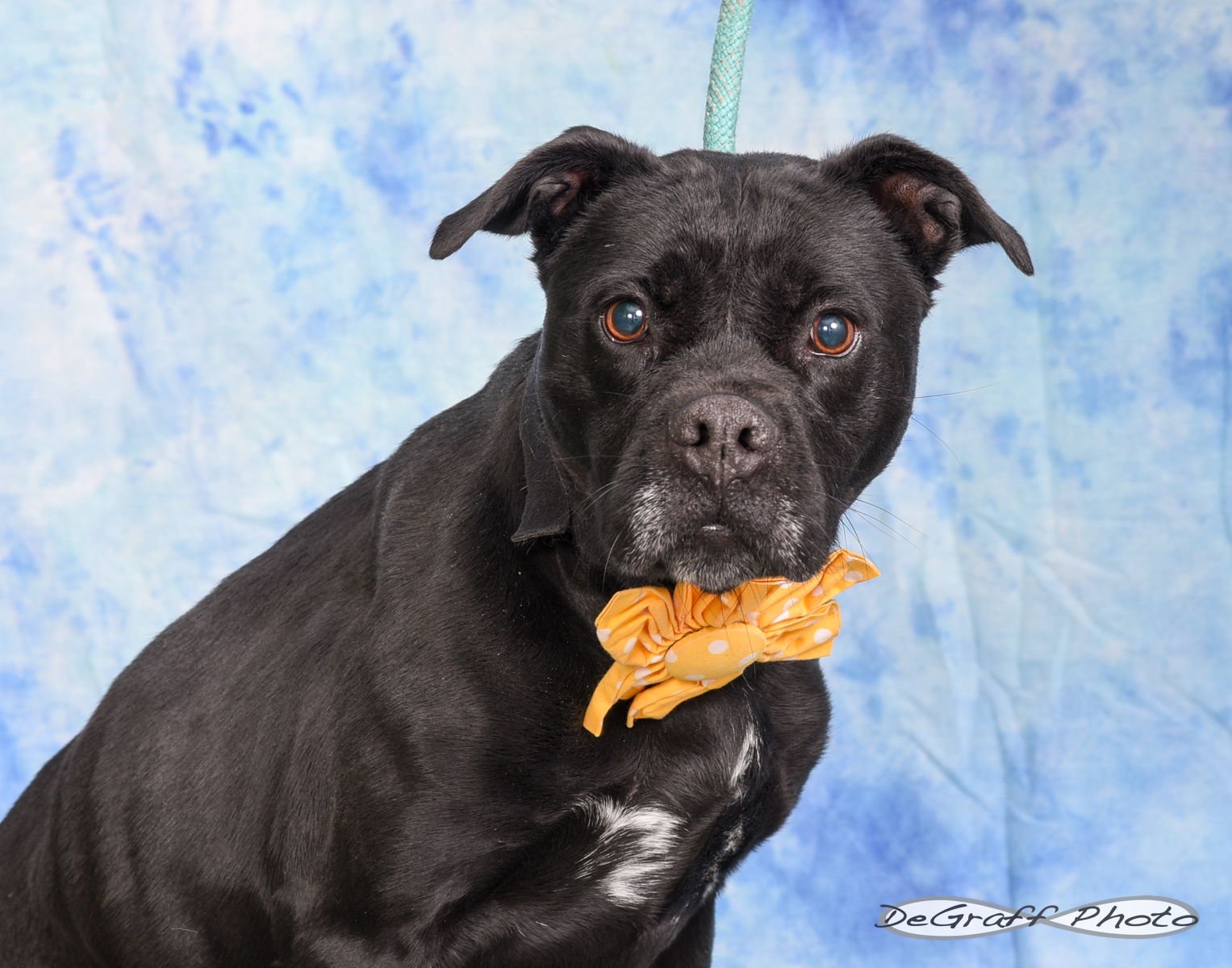 MILLIE - Boxer available for adoption