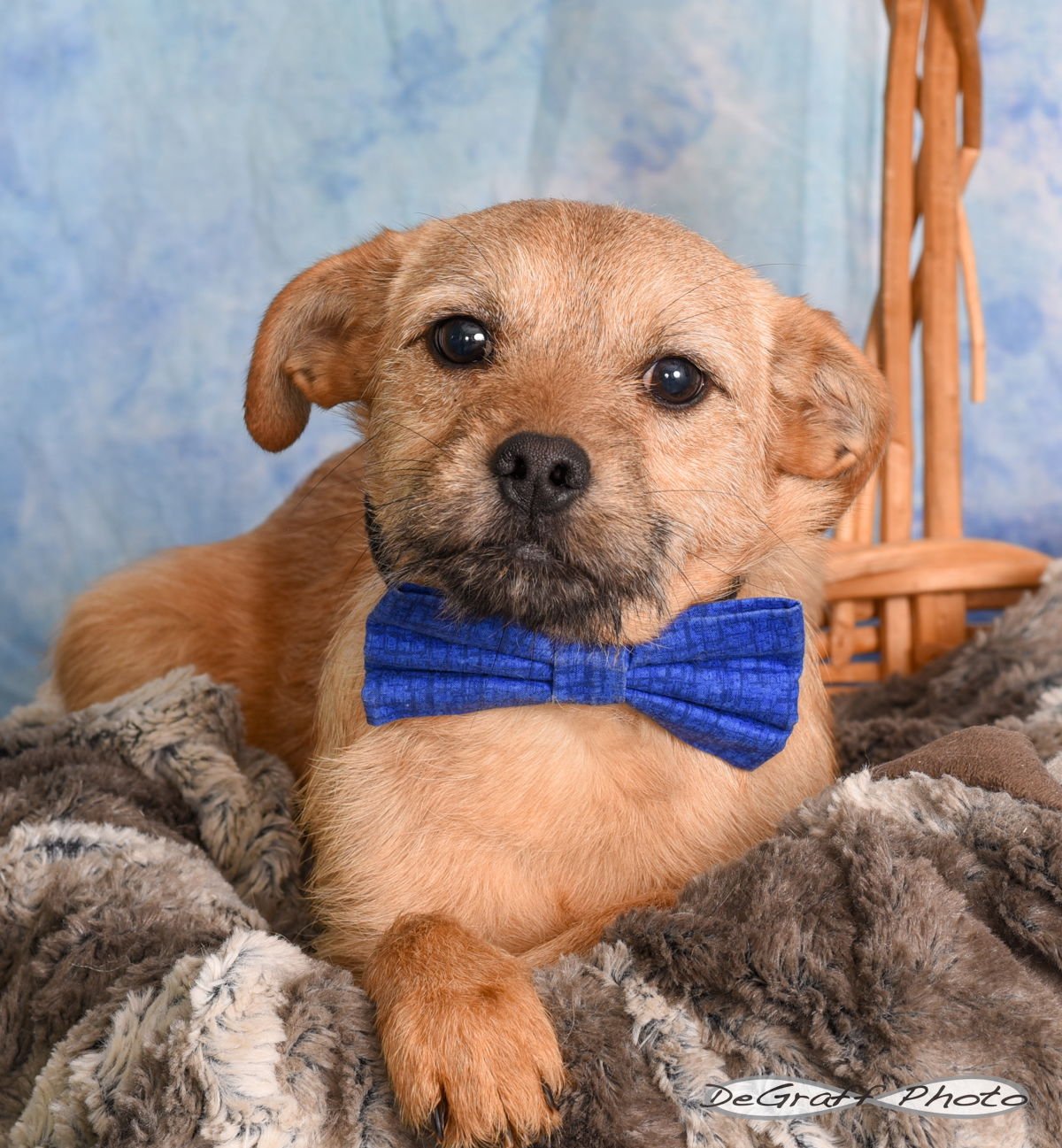 BIRCH - Terrier available for adoption