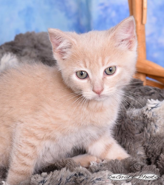Peaches Image