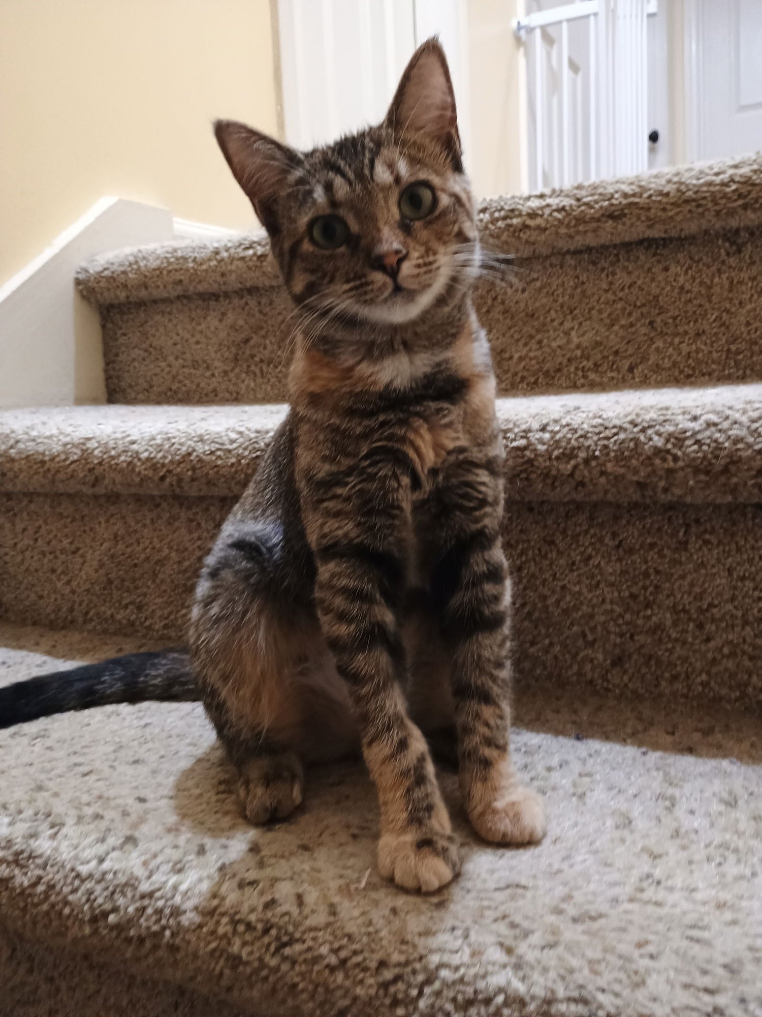 CLOVE - Domestic Short Hair / American Shorthair available for adoption