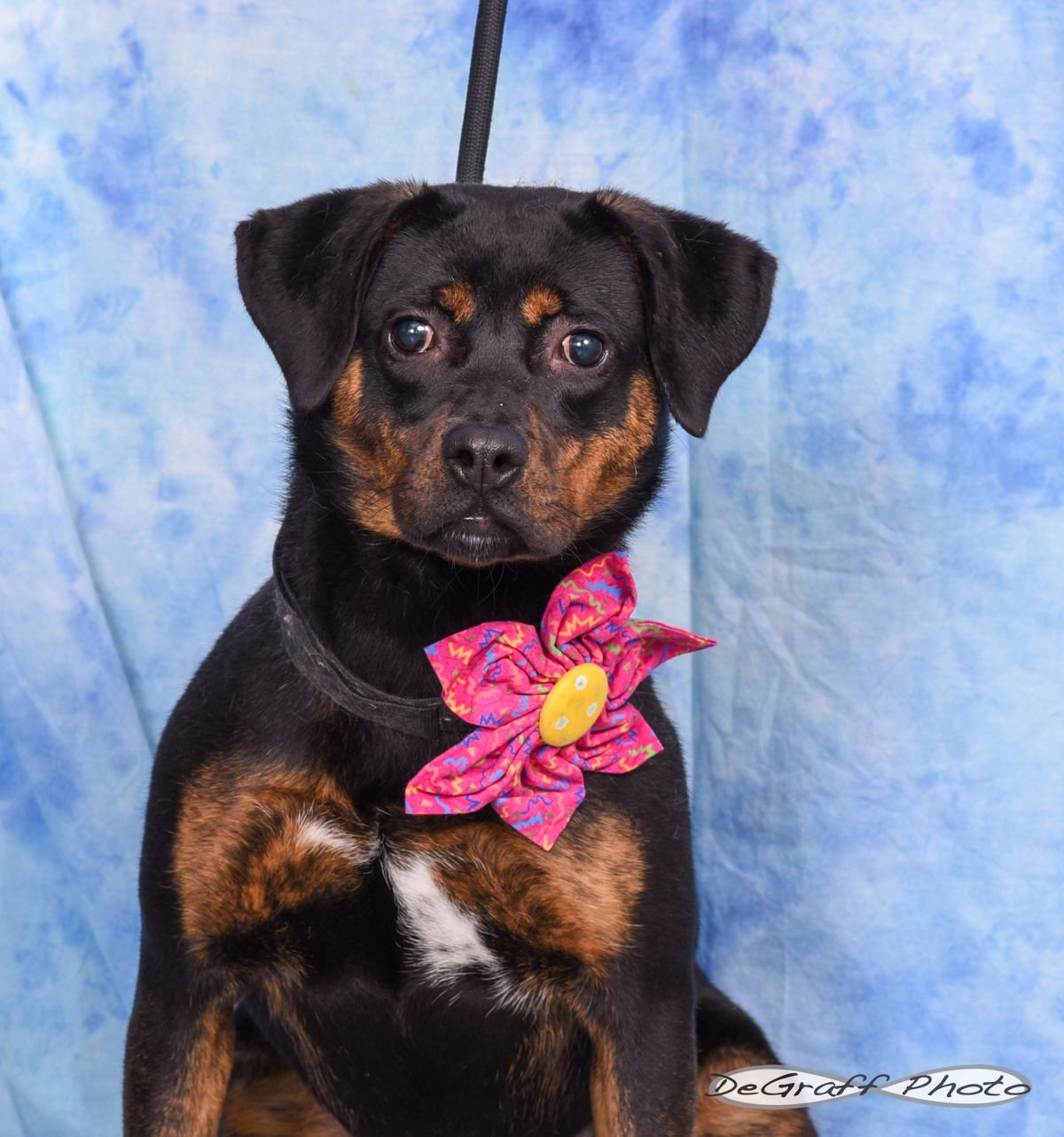 POPPY - Terrier available for adoption