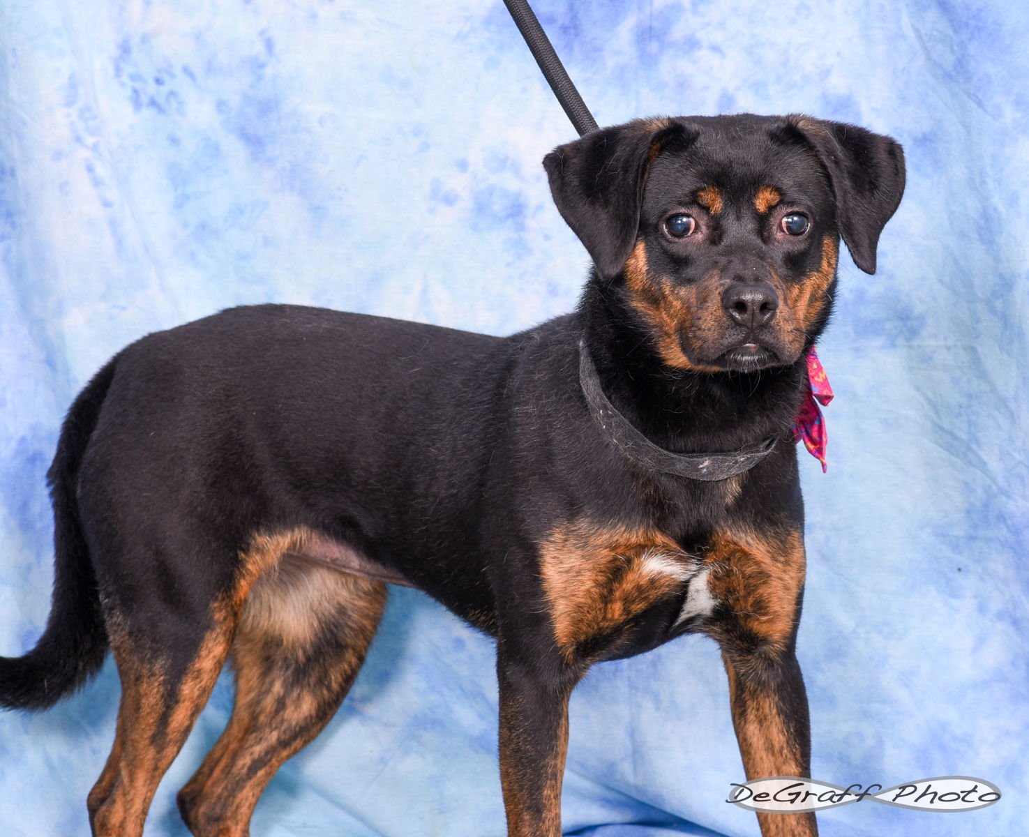 POPPY - Terrier available for adoption