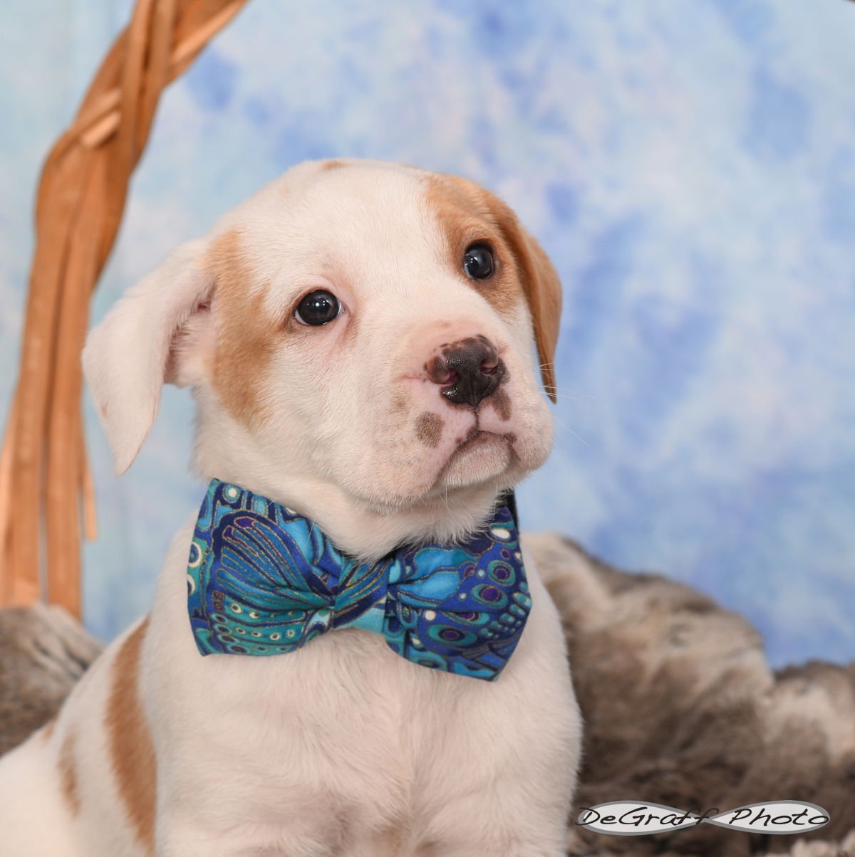 SALLET - Boxer available for adoption