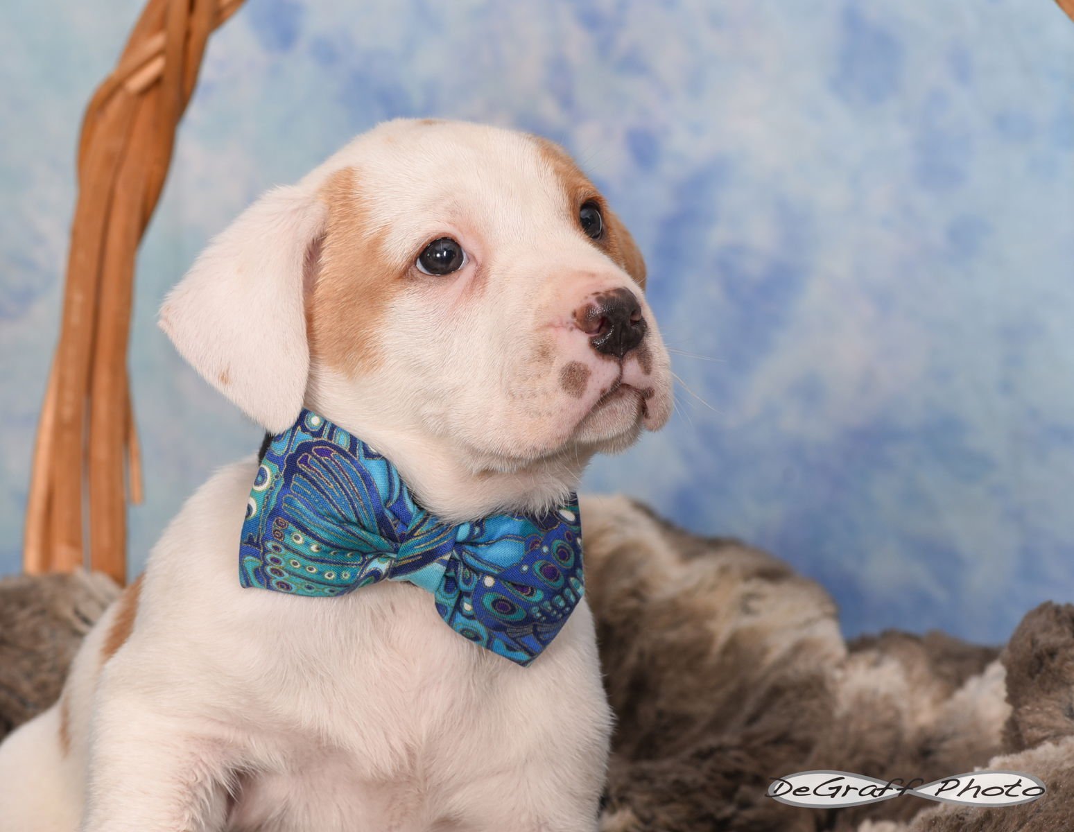 SALLET - Boxer available for adoption