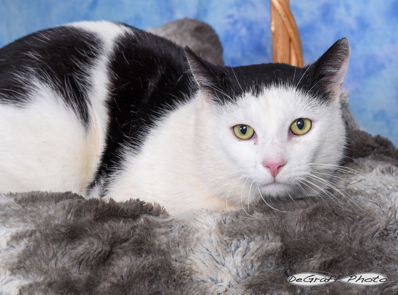 SPYRO - Domestic Short Hair available for adoption