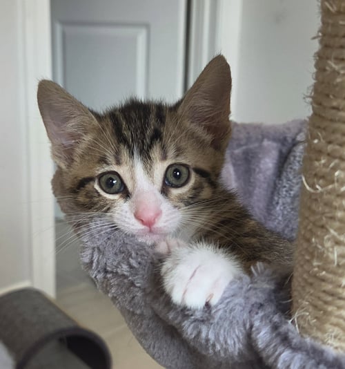 CANNOLI - Domestic Short Hair available for adoption