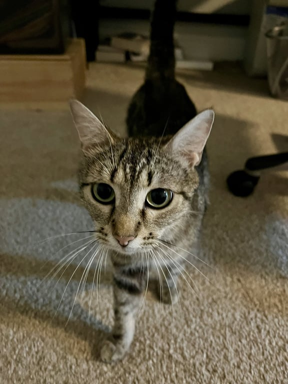 Cinnamon Image