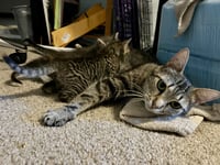 Cinnamon - Photo 2