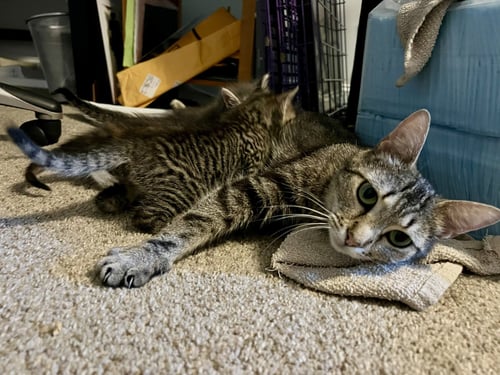 CINNAMON - Domestic Short Hair available for adoption