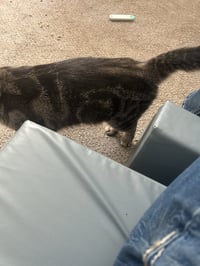 Cinnamon - Photo 3