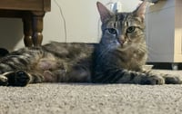 Cinnamon - Photo 4