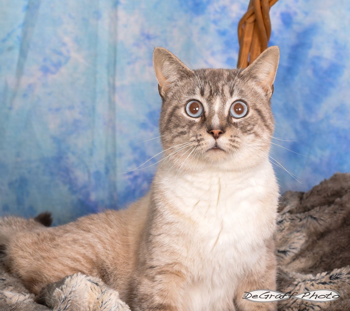 CHARLES - Siamese / Domestic Short Hair available for adoption
