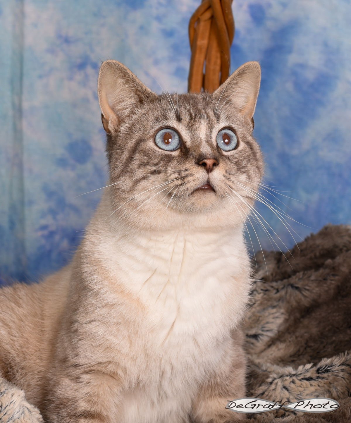 CHARLES - Siamese / Domestic Short Hair available for adoption