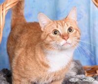 Bongo - Photo 1
