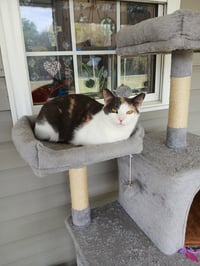Cozette - Photo 1
