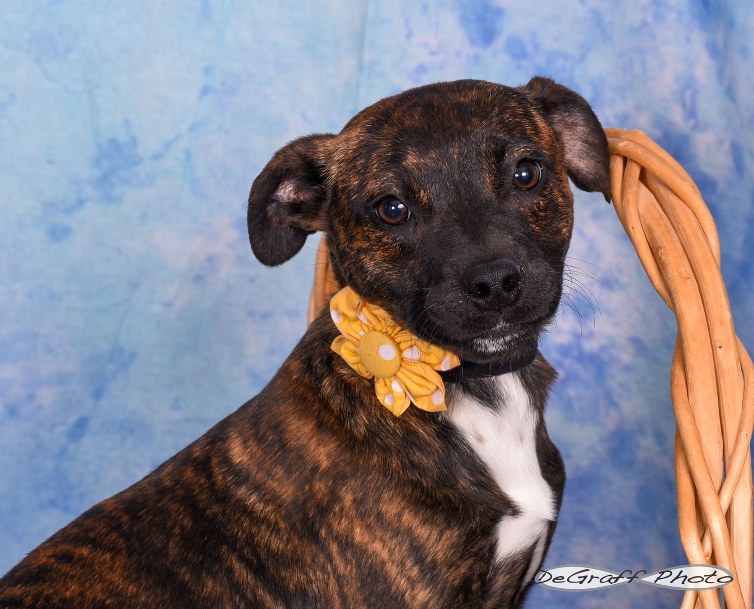 POLLY - Labrador Retriever / Boxer available for adoption