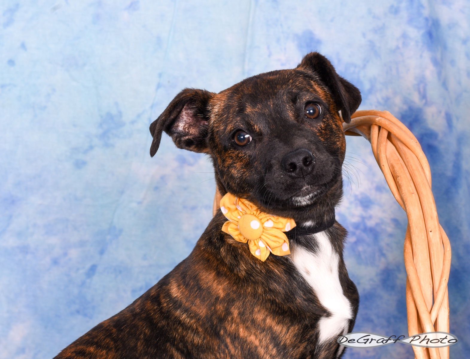 POLLY - Labrador Retriever / Boxer available for adoption