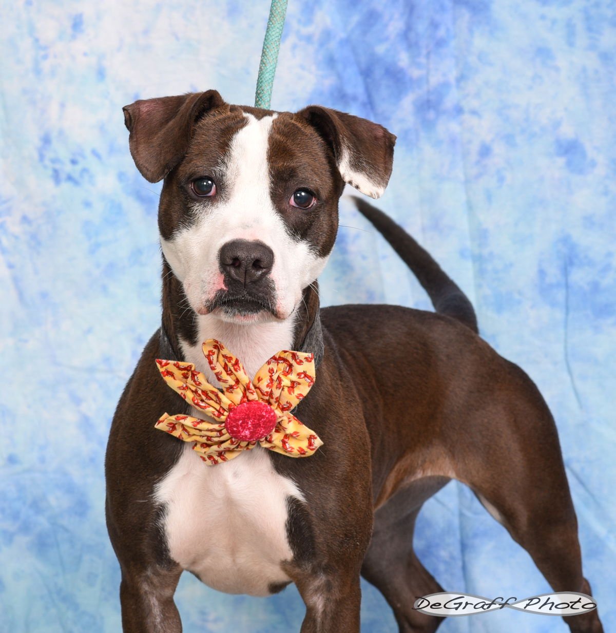 PIPPY - Terrier available for adoption