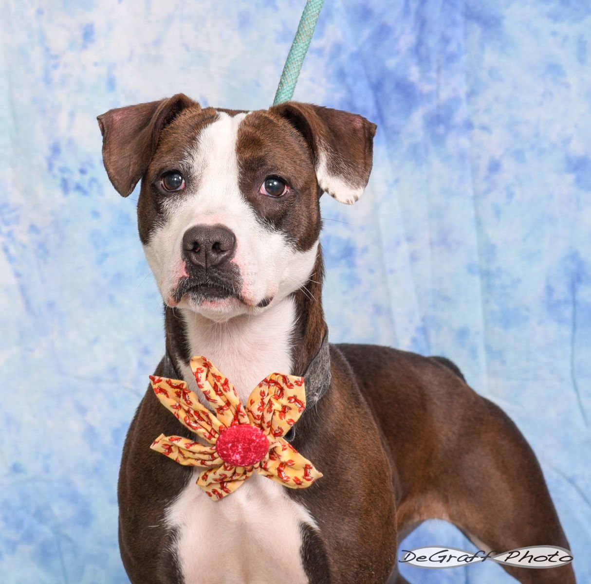 PIPPY - Terrier available for adoption