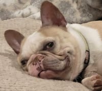 Mardi Gras - Photo 1