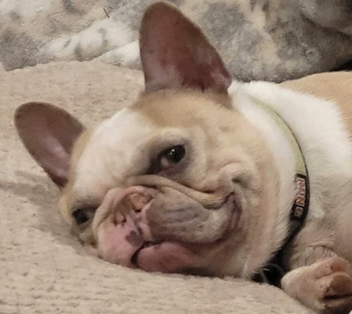 MARDI GRAS - French Bulldog available for adoption