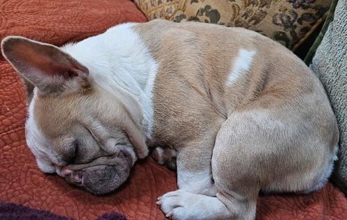 MARDI GRAS - French Bulldog available for adoption