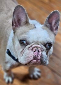 Mardi Gras - Photo 3