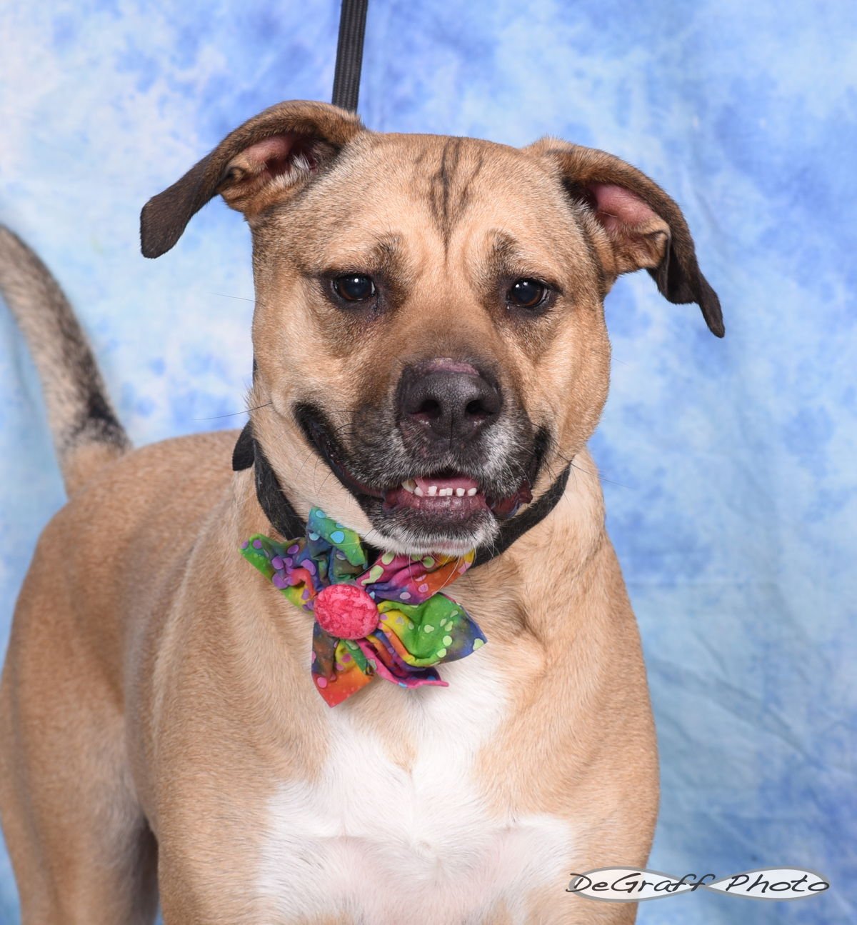 LOLA - Boxer / Labrador Retriever available for adoption