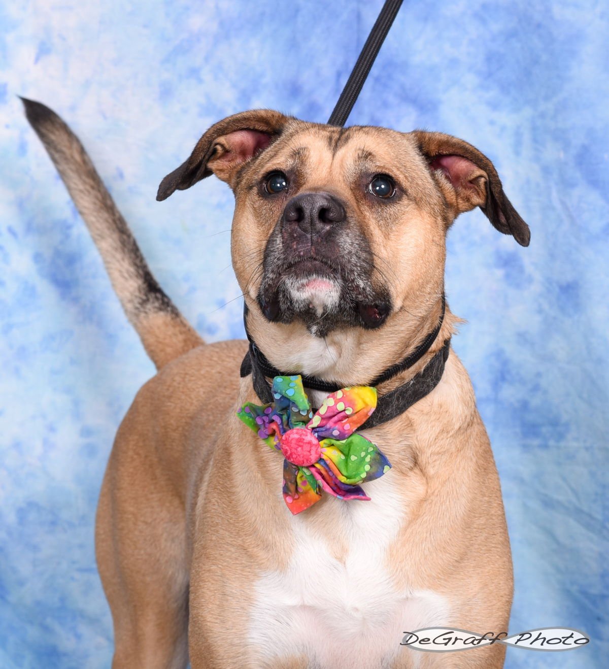 LOLA - Boxer / Labrador Retriever available for adoption