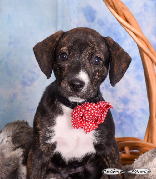 MORTICIA - Labrador Retriever available for adoption