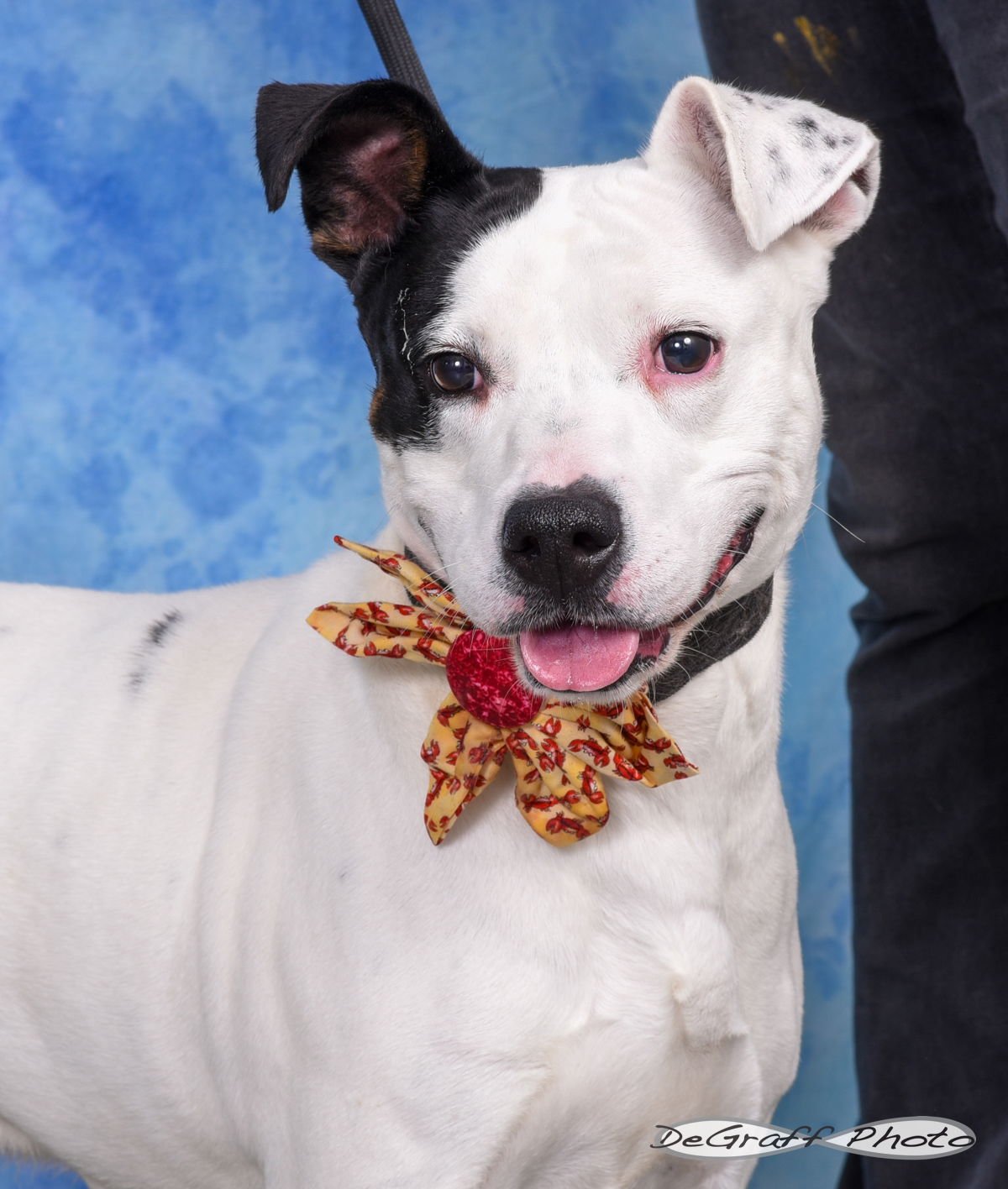 MORGAN - Terrier available for adoption