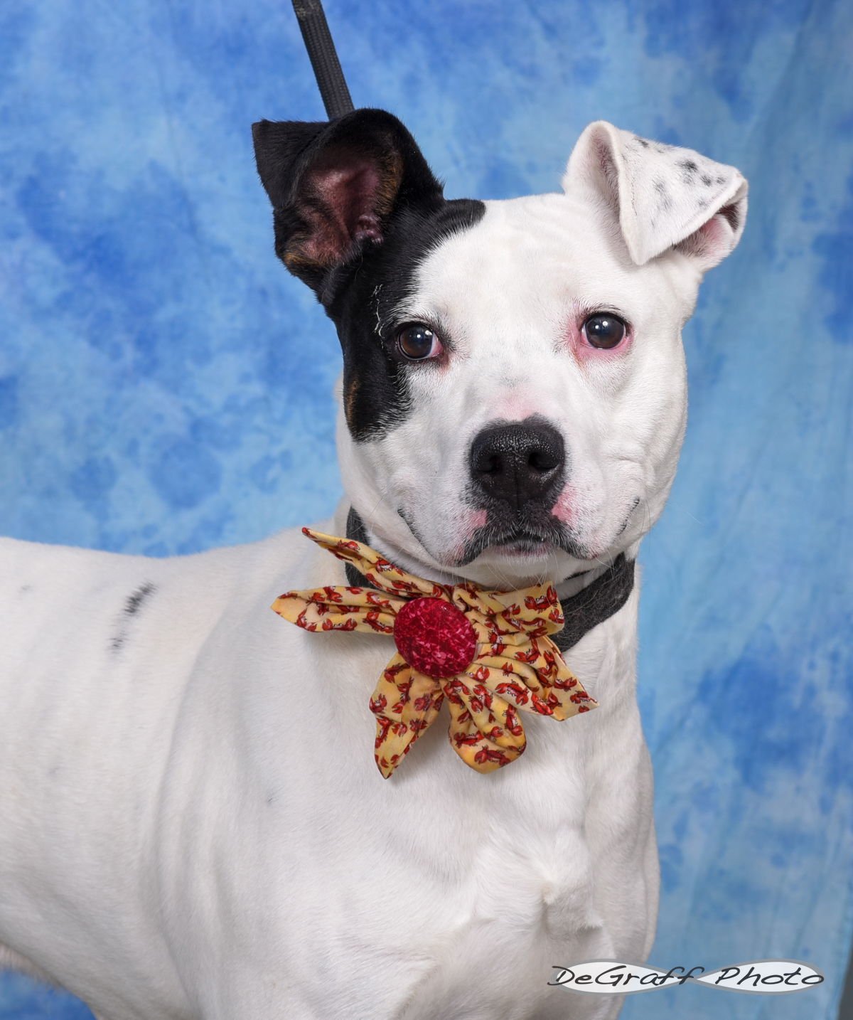 MORGAN - Terrier available for adoption