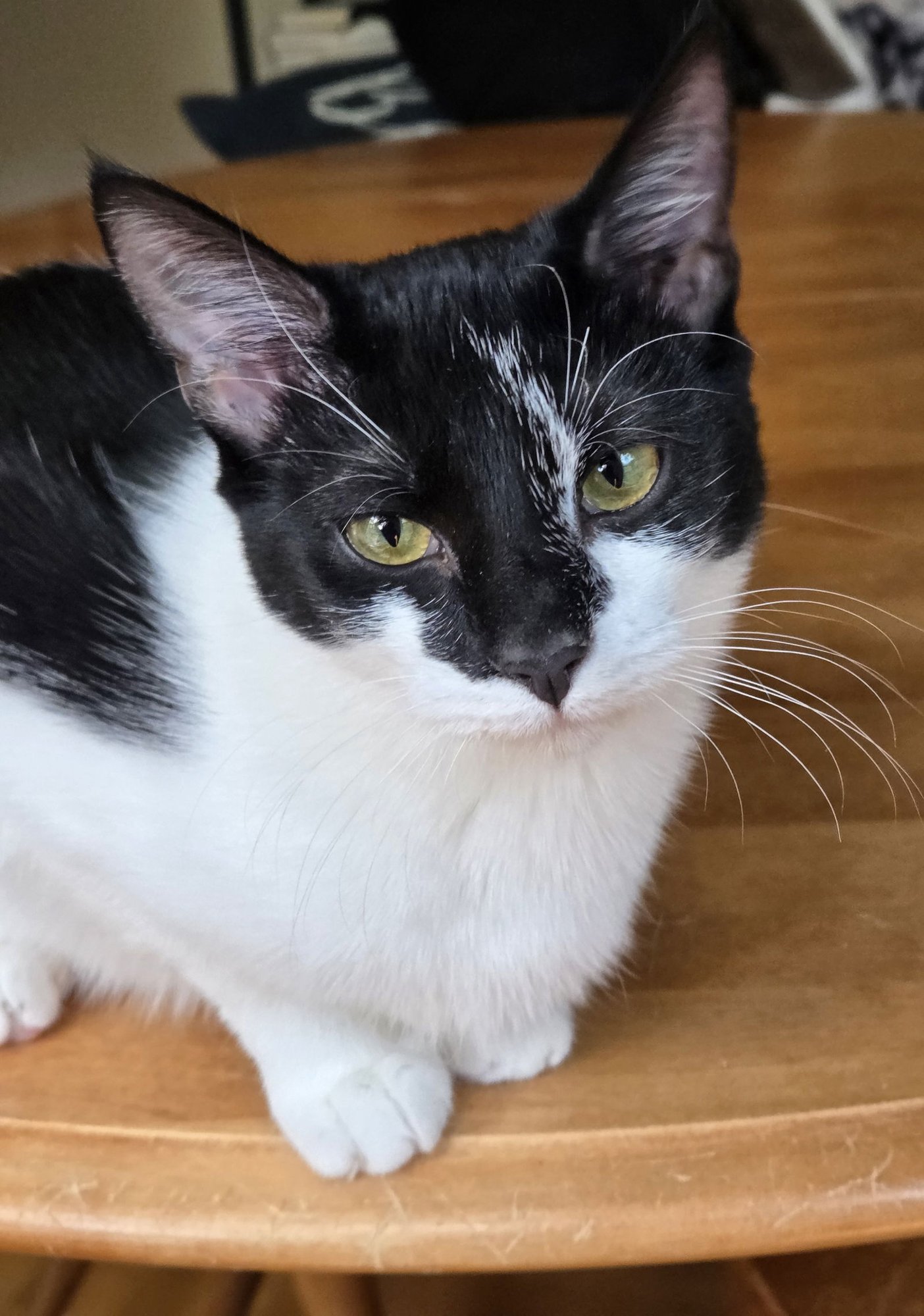 SWIRL - Domestic Short Hair available for adoption