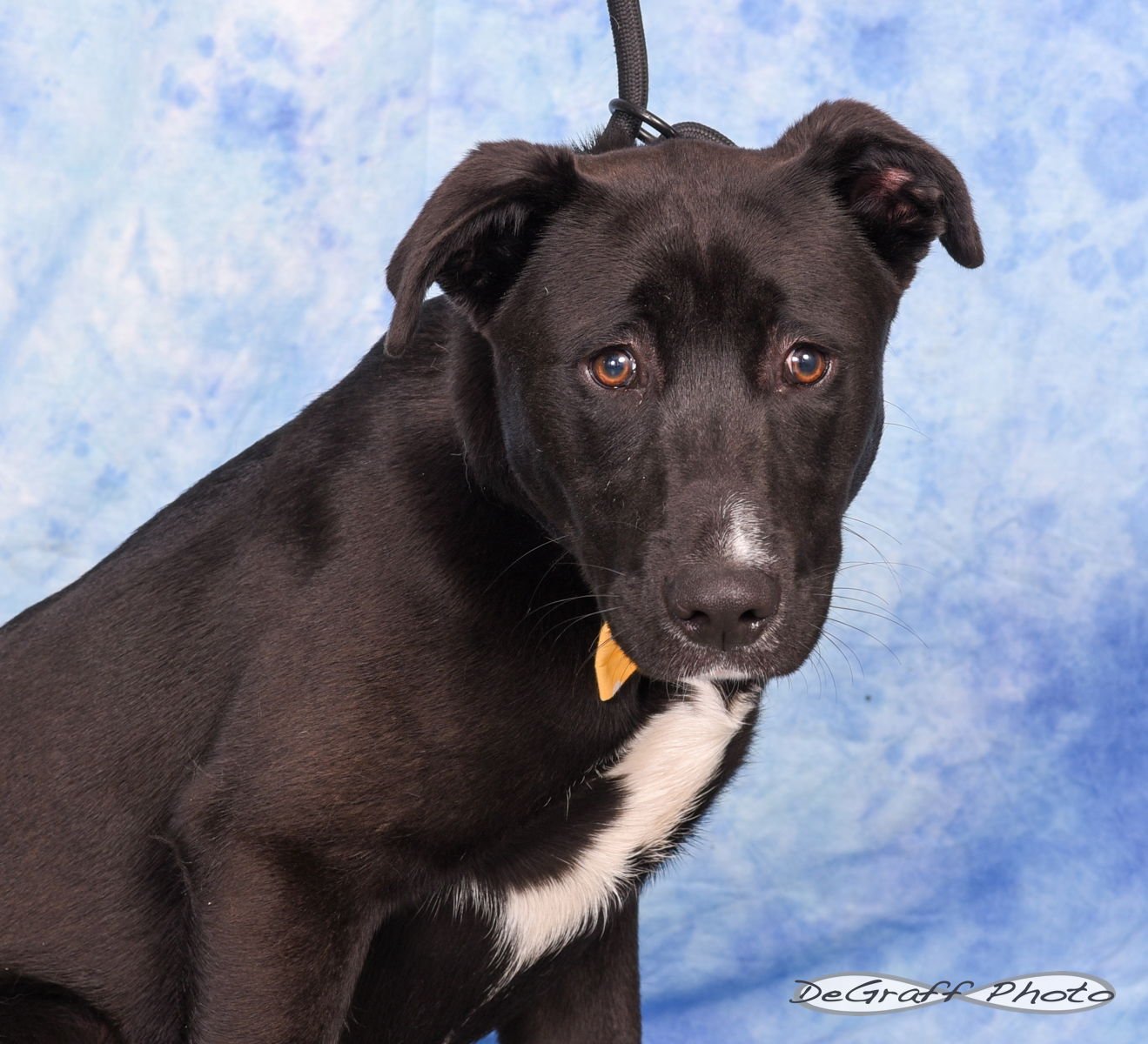 TRAMP - Labrador Retriever / Shepherd available for adoption