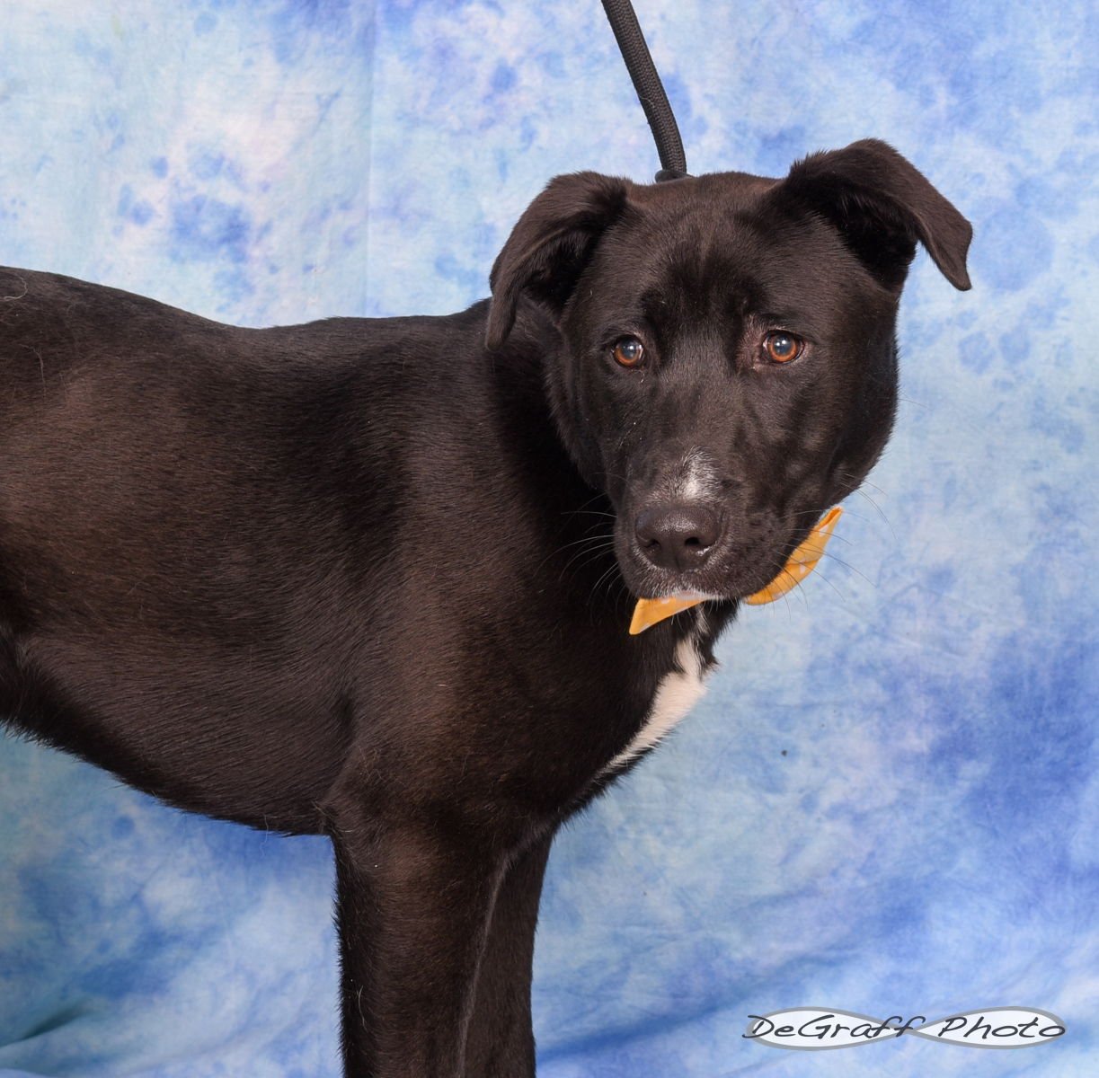 TRAMP - Labrador Retriever / Shepherd available for adoption
