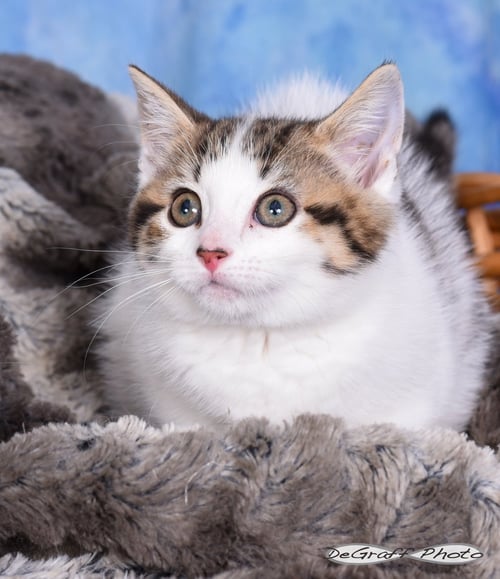 WINNIE - Domestic Medium Hair available for adoption