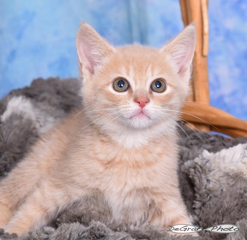 DEWEY - Domestic Short Hair available for adoption