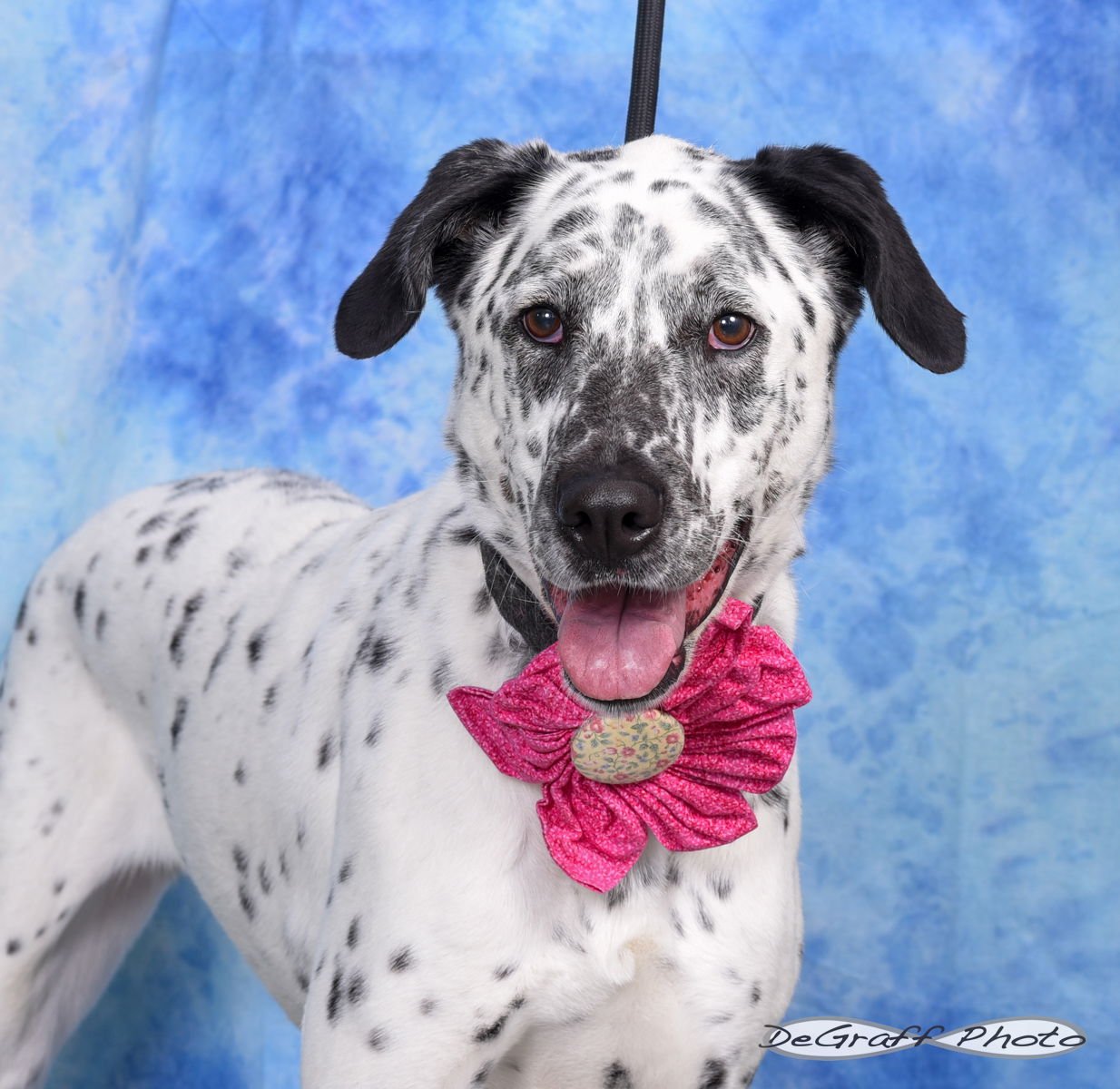 PENNY - Flat-coated Retriever / Dalmatian available for adoption