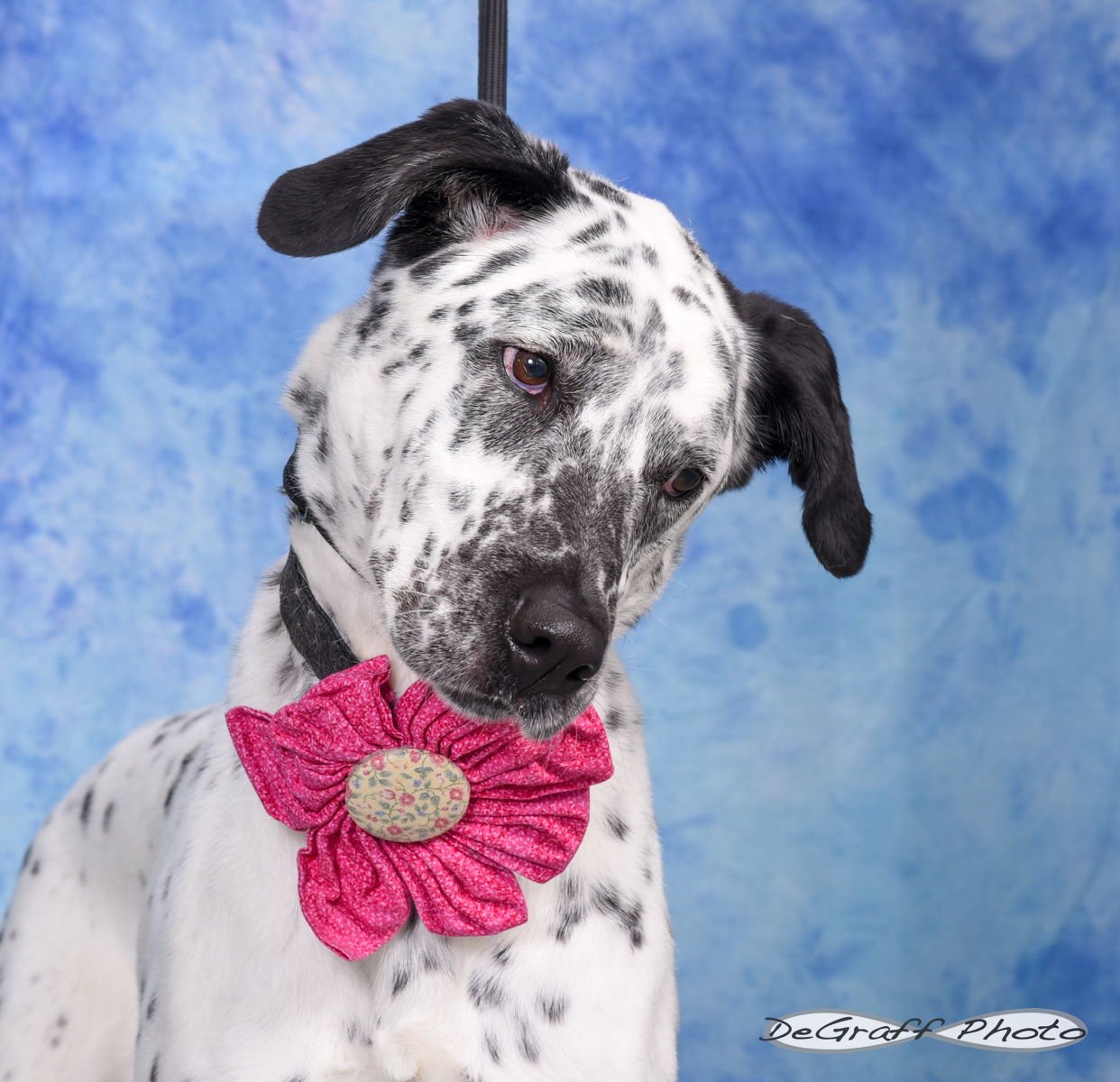 PENNY - Flat-coated Retriever / Dalmatian available for adoption