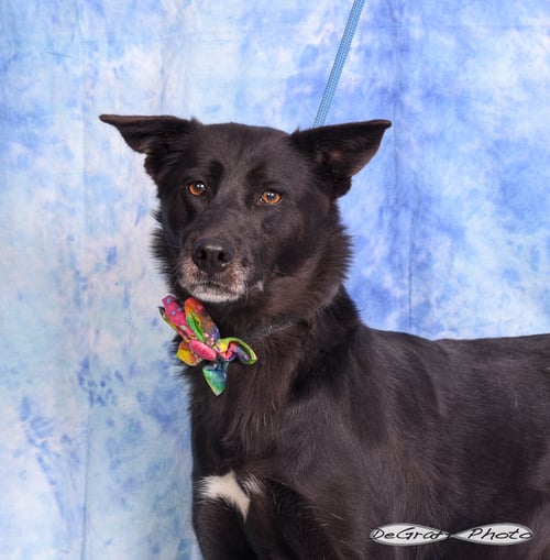 MILEY - Shepherd / Labrador Retriever available for adoption