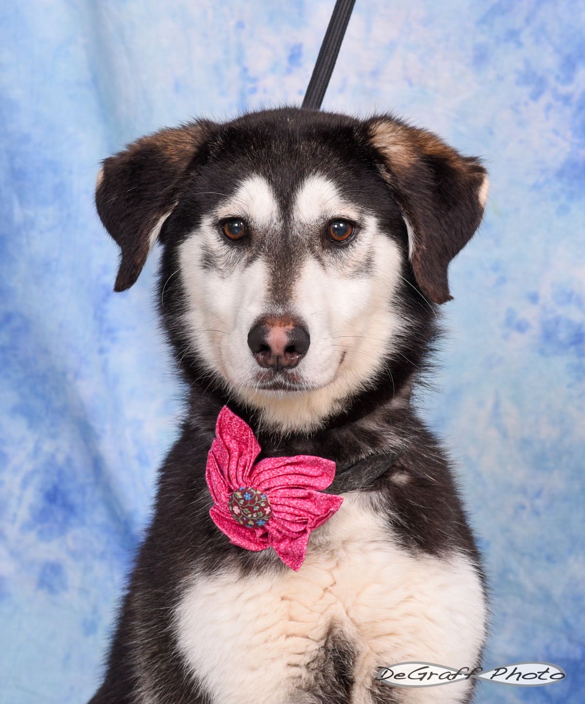 TAYA - Husky / Labrador Retriever available for adoption