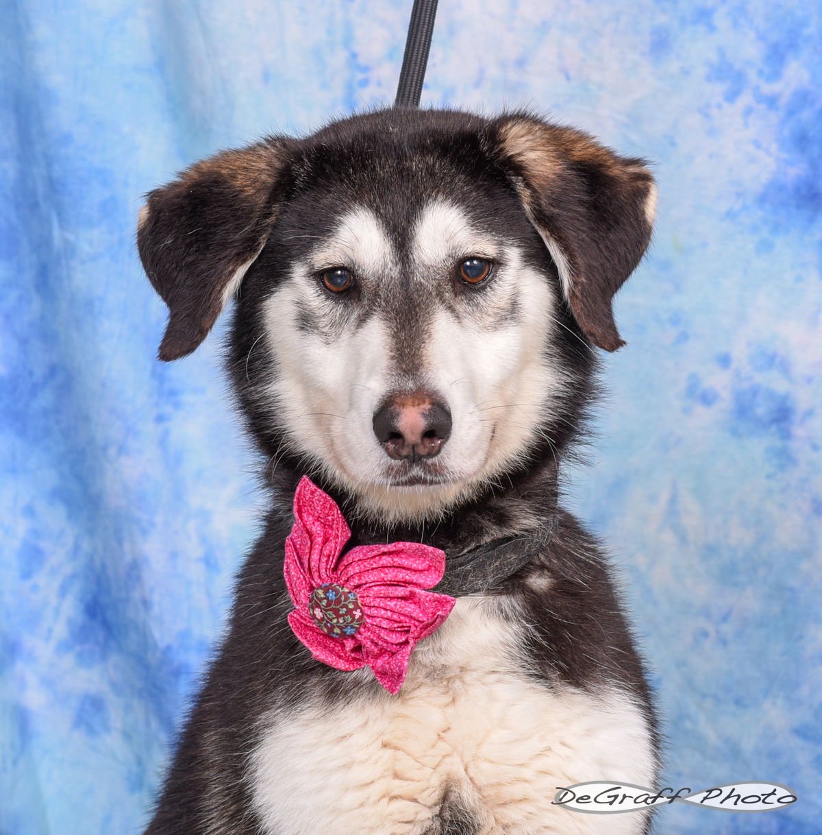 TAYA - Husky / Labrador Retriever available for adoption