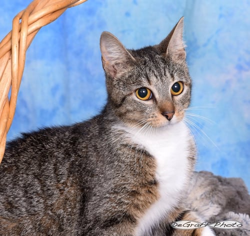 STORMY - Domestic Short Hair available for adoption