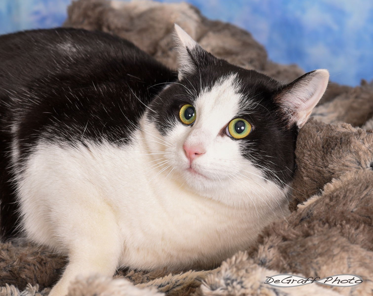 BEAU - Domestic Short Hair available for adoption