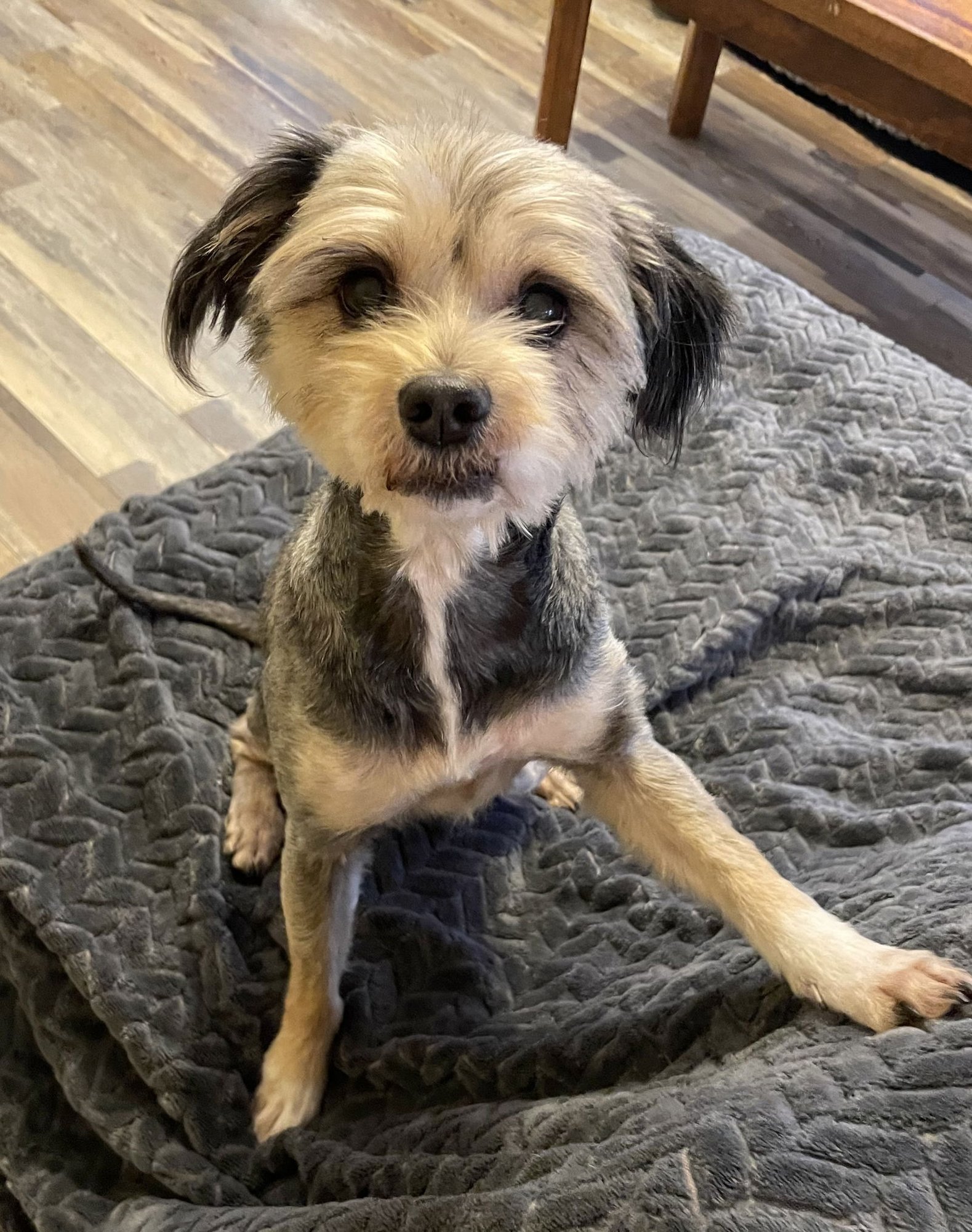 BELLA - Schnauzer / Poodle (Miniature) available for adoption